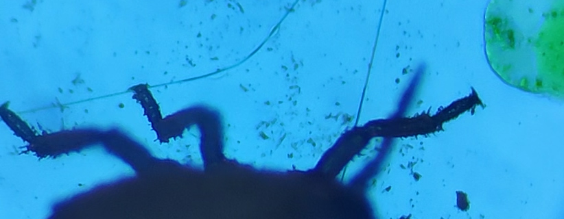 Aplid under Microscope